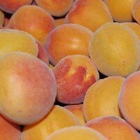 Aprikose Griechenland 40+  500g