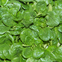 Feldsalat rot Naturland 300g