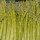 Wildspargel gr&uuml;n DEMETER 1kg
