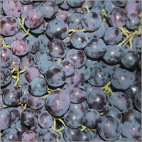 Traube blau Black Magic 500g