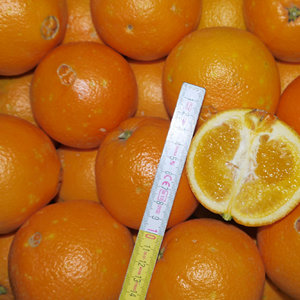 Orange Navel 2-4 , 1kg