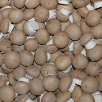 Champignon creme 500g