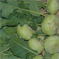 Kohlrabi