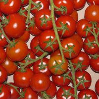 Cocktail-Strauchtomate 500g