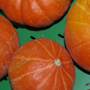 Hokkaidok&uuml;rbis  DEMETER 1St.