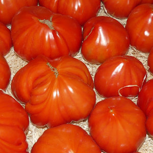 Tomate alte Sorten Mix 1kg